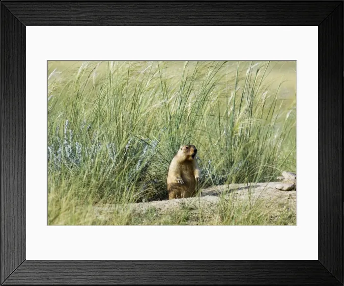 Framed Print : Himalayan Marmot - fat adult, ready for hibernation - whistles warning others of a potential danger - typical posture - near a burrow in steppe - common in steppes of Orenburg region - South Russia - July - bare soil near burrow accumulates Framed Print : Himalayan Marmot - fat adult, ready for hibernation - whistles warning others of a potential danger - typical posture - near a burrow in steppe - common in steppes of Orenburg region - South Russia - July - bare soil near burrow accumulates