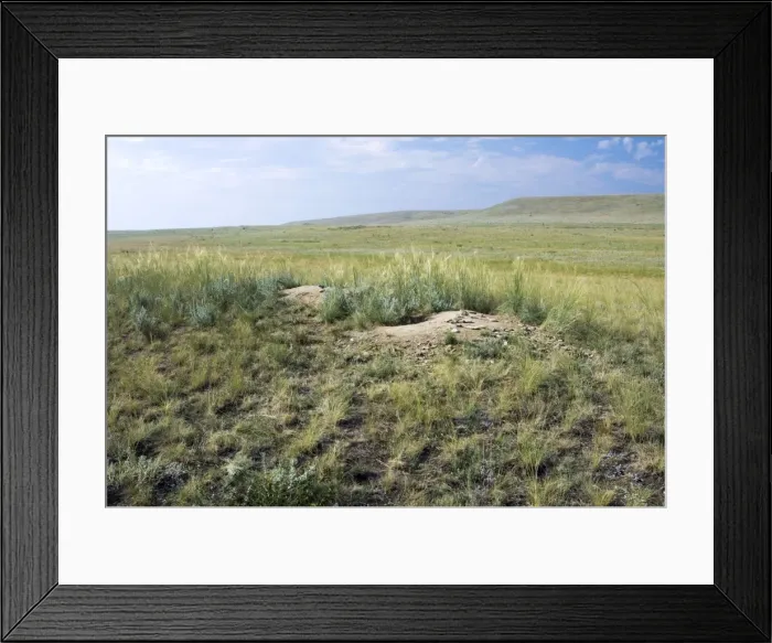 Framed Print : Himalayan Marmot - a burrow complex in steppe - lush grass vegetation is due to fertilisation by marmots faeces - typical in steppes of Orenburg region - South Russia - July - bare soil and stones near burrow accumulate from digging Framed Print : Himalayan Marmot - a burrow complex in steppe - lush grass vegetation is due to fertilisation by marmots faeces - typical in steppes of Orenburg region - South Russia - July - bare soil and stones near burrow accumulate from digging