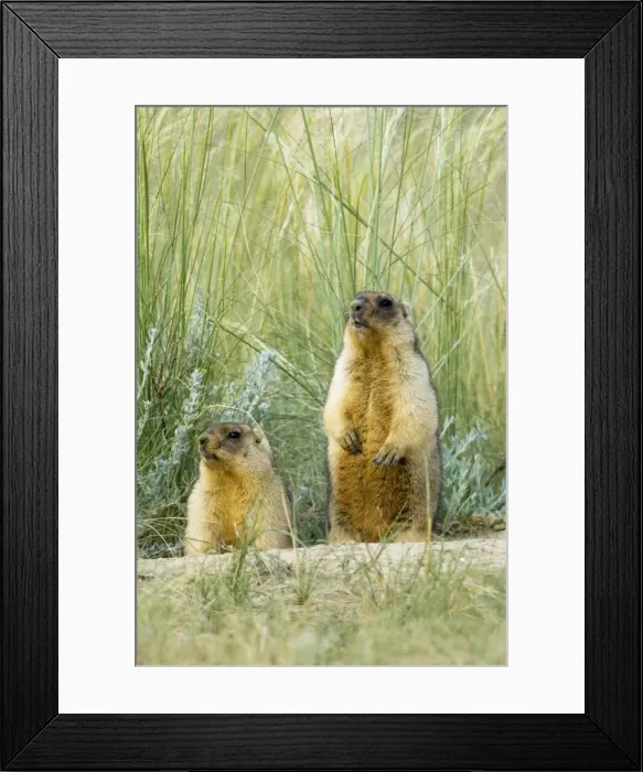 Framed Print : Himalayan Marmot - a pair of fat adults, ready for hibernation - typical posture - near a burrow in steppe - common in steppes of Orenburg region - South Russia - July - bare soil near burrow accumulates from digging Framed Print : Himalayan Marmot - a pair of fat adults, ready for hibernation - typical posture - near a burrow in steppe - common in steppes of Orenburg region - South Russia - July - bare soil near burrow accumulates from digging