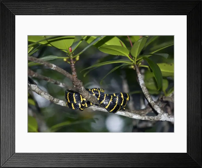 Framed Print : Mangrove Snake / Cat-eyed Snake / Cat Snake - wrapped-around branch overhanging water in mangrove forest in Sabang, Palawan, Philippines. February. Ph41. 1272 Framed Print : Mangrove Snake / Cat-eyed Snake / Cat Snake - wrapped-around branch overhanging water in mangrove forest in Sabang, Palawan, Philippines. February. Ph41. 1272