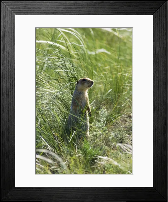 Framed Print : Red-cheeked Souslik - adult - typical posture - near a burrow in steppe - observes an intruder from a distance - common in steppes of Orenburg region - South Russia - June. Ku41. 2211 Framed Print : Red-cheeked Souslik - adult - typical posture - near a burrow in steppe - observes an intruder from a distance - common in steppes of Orenburg region - South Russia - June. Ku41. 2211