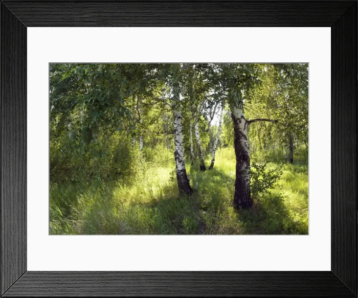 Framed Print : Russia - a compact woods kolok ('kolki for plural) consisting of birch only - forest steppe / forest-steppe / wooded steppe - typical for Middle Framed Print : Russia - a compact woods kolok ('kolki for plural) consisting of birch only - forest steppe / forest-steppe / wooded steppe - typical for Middle