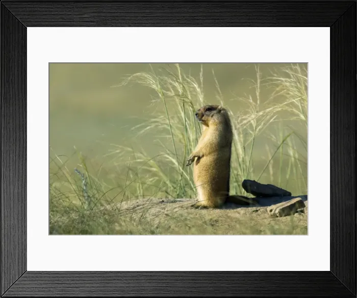 Framed Print : Himalayan Marmot - adult - observes surroundings for a potential danger near a burrow - warms up in the morning sun - stands upright for an elevated point of view - surrounded by typical steppe grasses - common in steppes of Orenburg region - South Framed Print : Himalayan Marmot - adult - observes surroundings for a potential danger near a burrow - warms up in the morning sun - stands upright for an elevated point of view - surrounded by typical steppe grasses - common in steppes of Orenburg region - South