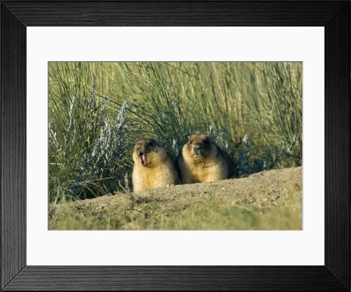Framed Print : Himalayan Marmot - a pair of fat adults near a burrow - marmot on the left yawns after just coming out after night - catching the first sun - observe surroundings for danger - surrounded by typical steppe grasses - common in steppes of Orenburg Framed Print : Himalayan Marmot - a pair of fat adults near a burrow - marmot on the left yawns after just coming out after night - catching the first sun - observe surroundings for danger - surrounded by typical steppe grasses - common in steppes of Orenburg