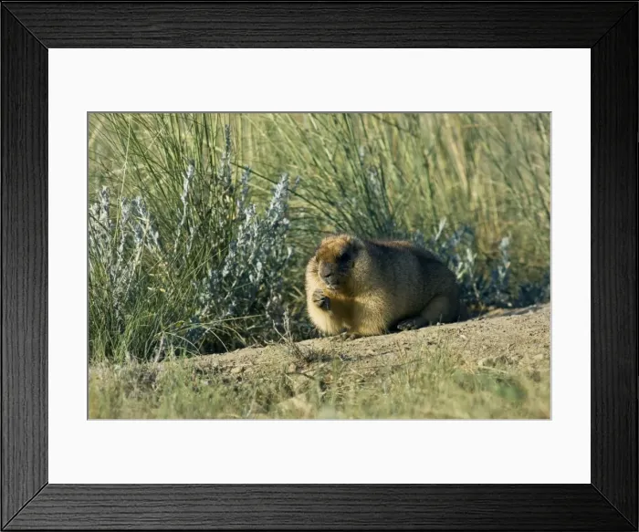 Framed Print : Himalayan Marmot - fat adult - ready for hibernation - feeds on grasses near a burrow - uses his tale as support - surrounded by typical steppe grasses - common in steppes of Orenburg region - South Russia - morning - July - bare soil near burrow Framed Print : Himalayan Marmot - fat adult - ready for hibernation - feeds on grasses near a burrow - uses his tale as support - surrounded by typical steppe grasses - common in steppes of Orenburg region - South Russia - morning - July - bare soil near burrow