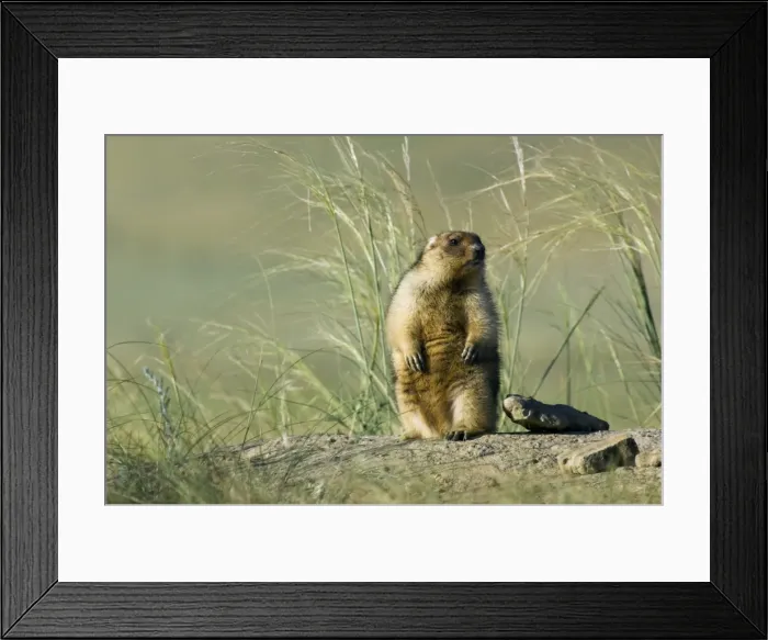 Framed Print : Himalayan Marmot - fat adult - observes and sniffs surroundings for a potential danger near a burrow - stands upright for an elevated point of view - surrounded by typical steppe grasses - common in steppes of Orenburg region - South Russia Framed Print : Himalayan Marmot - fat adult - observes and sniffs surroundings for a potential danger near a burrow - stands upright for an elevated point of view - surrounded by typical steppe grasses - common in steppes of Orenburg region - South Russia