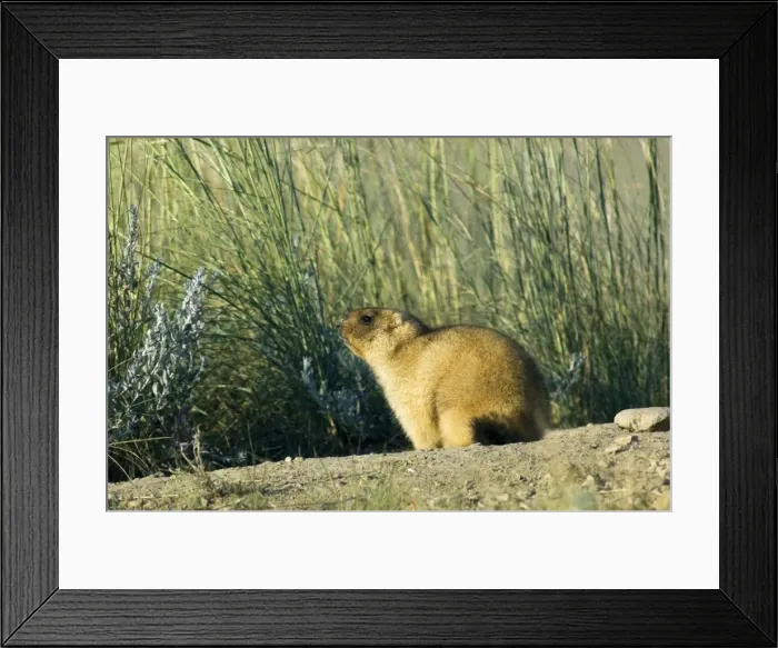 Framed Print : Himalayan Marmot - adult, ready for hibernation - observe surroundings for danger and catches the morning sun near a burrow - surrounded by typical steppe grasses - common in steppes of Orenburg region - South Russia - early morning - July - bare Framed Print : Himalayan Marmot - adult, ready for hibernation - observe surroundings for danger and catches the morning sun near a burrow - surrounded by typical steppe grasses - common in steppes of Orenburg region - South Russia - early morning - July - bare