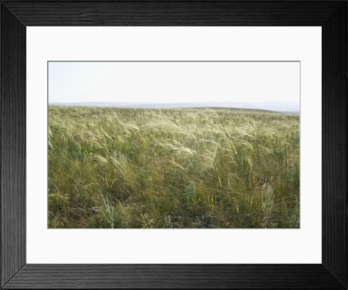 Framed Print : Habitat of Himalayan Marmot and Red-cheeked Souslik - steppe in late summer - high dry grasses prevail - typical landscape along the river Ural - near Kuvandyk town - Orenburg region - South Russia - end of July. Ku41. 2298 Framed Print : Habitat of Himalayan Marmot and Red-cheeked Souslik - steppe in late summer - high dry grasses prevail - typical landscape along the river Ural - near Kuvandyk town - Orenburg region - South Russia - end of July. Ku41. 2298