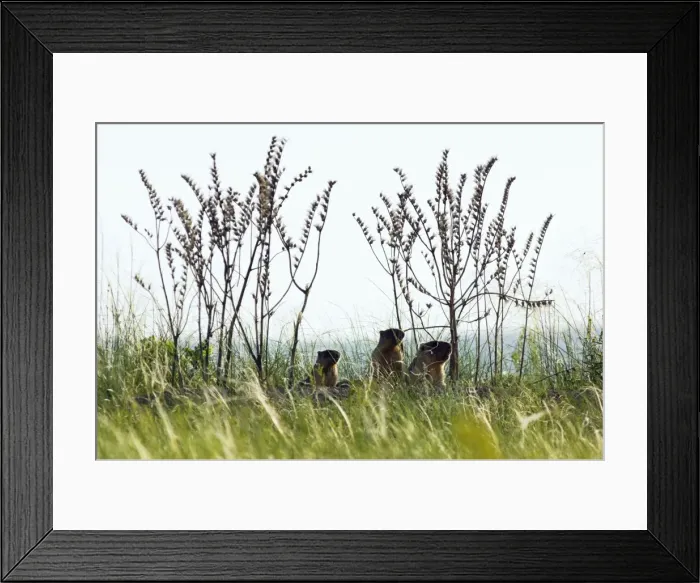 Framed Print : Himalayan Marmot - adult and two young - pop out from a burrow in the early morning - common in steppes of Orenburg region - South Russia - June - burrow used by a family group - dry plants from the previous year. Ku41. 2285 Framed Print : Himalayan Marmot - adult and two young - pop out from a burrow in the early morning - common in steppes of Orenburg region - South Russia - June - burrow used by a family group - dry plants from the previous year. Ku41. 2285
