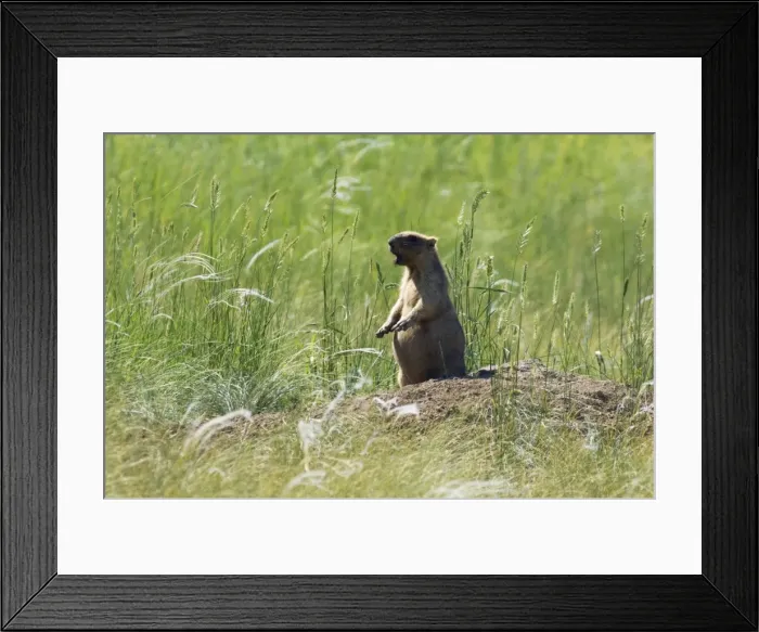 Framed Print : Himalayan Marmot - adult - whistles warning others - typical posture - near a burrow in steppe - observes an intruder from a distance - round shape is due to active feeding Framed Print : Himalayan Marmot - adult - whistles warning others - typical posture - near a burrow in steppe - observes an intruder from a distance - round shape is due to active feeding
