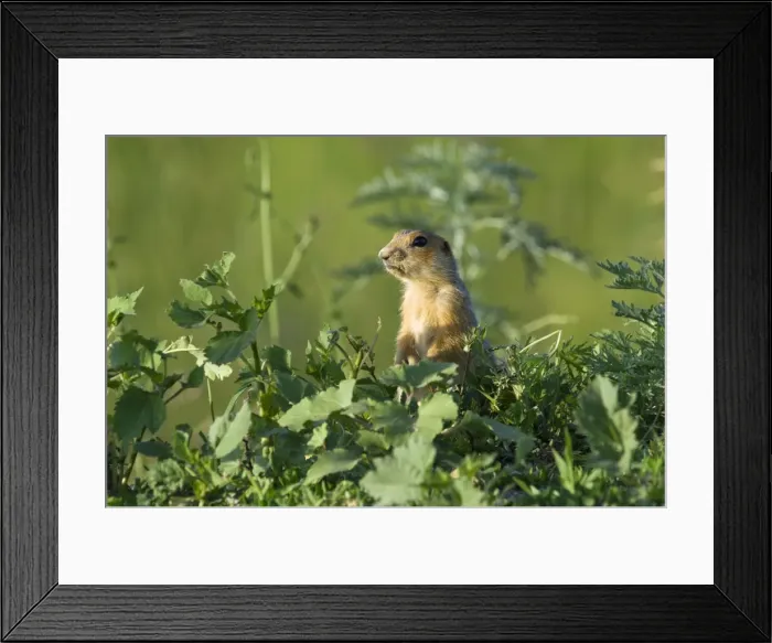 Framed Print : Red-cheeked Souslik - adult - typical posture - observes surroundings while feeding on corn, lost during transportation - side of country road - typical in steppes of Orenburg region - South Russia - June. Ku41. 2162 Framed Print : Red-cheeked Souslik - adult - typical posture - observes surroundings while feeding on corn, lost during transportation - side of country road - typical in steppes of Orenburg region - South Russia - June. Ku41. 2162
