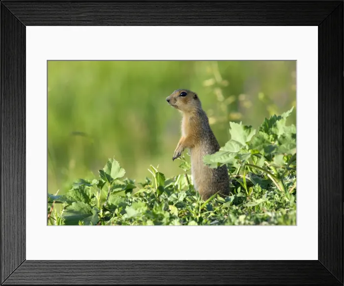 Framed Print : Red-cheeked Souslik - adult - typical posture - observes surroundings while feeding on corn, lost during transportation - side of country road - typical in steppes of Orenburg region - South Russia - June. Ku41. 2155 Framed Print : Red-cheeked Souslik - adult - typical posture - observes surroundings while feeding on corn, lost during transportation - side of country road - typical in steppes of Orenburg region - South Russia - June. Ku41. 2155