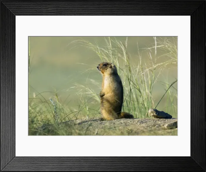 Framed Print : Himalayan Marmot - adult - observes and sniffs surroundings for a potential danger near a burrow - stands upright for an elevated point of view - uses his tale as support - surrounded by typical steppe grasses - common in steppes of Orenburg region Framed Print : Himalayan Marmot - adult - observes and sniffs surroundings for a potential danger near a burrow - stands upright for an elevated point of view - uses his tale as support - surrounded by typical steppe grasses - common in steppes of Orenburg region