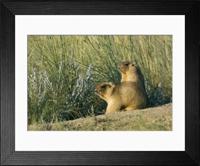 Framed Print : Himalayan Marmot - a pair of fat adults near a burrow - catching the first sun - observe surroundings for danger - surrounded by typical steppe grasses - common in steppes of Orenburg region - South Russia - early morning - July - bare soil near Framed Print : Himalayan Marmot - a pair of fat adults near a burrow - catching the first sun - observe surroundings for danger - surrounded by typical steppe grasses - common in steppes of Orenburg region - South Russia - early morning - July - bare soil near