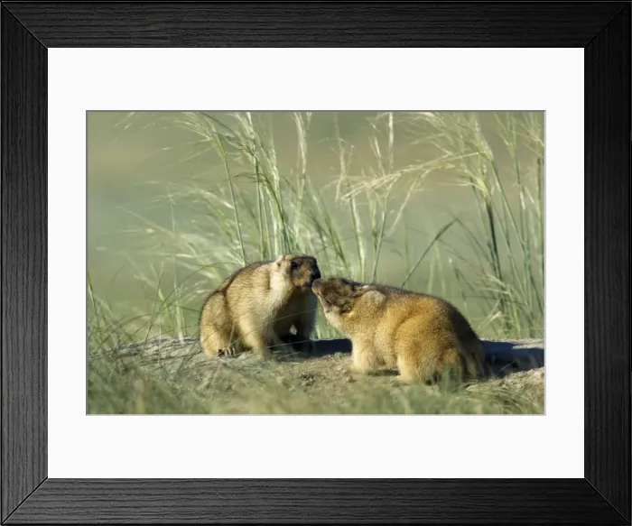 Framed Print : Himalayan Marmot - pair of adults - fattened and ready for hibernation - rare act of affection - sniffing each other - surrounded by typical steppe grasses - common in steppes of Orenburg region - South Russia - morning - July - bare soil near Framed Print : Himalayan Marmot - pair of adults - fattened and ready for hibernation - rare act of affection - sniffing each other - surrounded by typical steppe grasses - common in steppes of Orenburg region - South Russia - morning - July - bare soil near