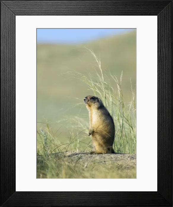 Framed Print : Himalayan Marmot - adult - observes surroundings for a potential danger near a burrow - stands upright for an elevated point of view - uses his tale as support - surrounded by typical steppe grasses - common in steppes of Orenburg region - South Framed Print : Himalayan Marmot - adult - observes surroundings for a potential danger near a burrow - stands upright for an elevated point of view - uses his tale as support - surrounded by typical steppe grasses - common in steppes of Orenburg region - South