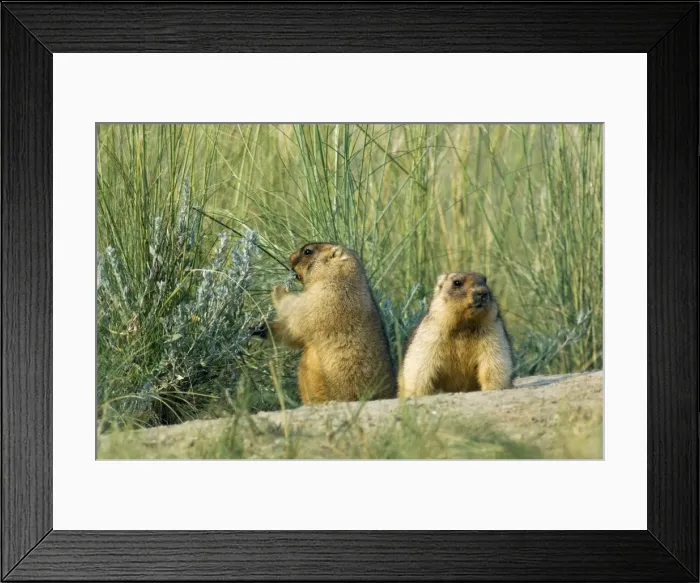 Framed Print : Himalayan Marmot - a pair of fat adults, ready for hibernation - one snacks with a shoot of a wormwood - near a burrow in steppe - common in steppes of Orenburg region - South Russia - July - bare soil near burrow accumulates from digging Framed Print : Himalayan Marmot - a pair of fat adults, ready for hibernation - one snacks with a shoot of a wormwood - near a burrow in steppe - common in steppes of Orenburg region - South Russia - July - bare soil near burrow accumulates from digging
