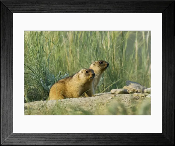 Framed Print : Himalayan Marmot - a pair of fat adults, ready for hibernation - observe surroundings for danger first after getting out from a burrow - surrounded by typical steppe grasses - common in steppes of Orenburg region - South Russia - early morning Framed Print : Himalayan Marmot - a pair of fat adults, ready for hibernation - observe surroundings for danger first after getting out from a burrow - surrounded by typical steppe grasses - common in steppes of Orenburg region - South Russia - early morning