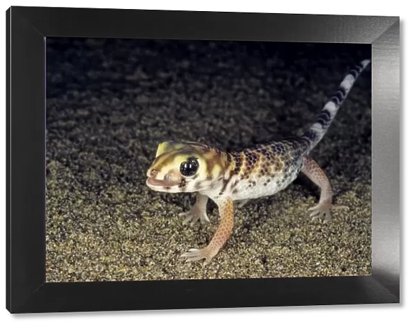 Common Wonder Gecko  /  Frog-eyed Gecko - looks for prey under a bush in sand dunes - licks his eye to prevent it from drying - feeds mostly on insects - typical in Central Karakum desert - nocturnal - Turkmenistan - former CIS - Spring