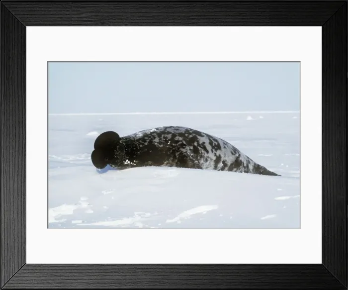 Framed Print : Hooded Seal - male with inflated proboscis (hood)