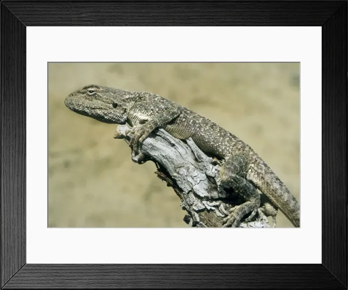 Framed Print : Agama Lizard - on a dry bush watching for prey - Central Karakum desert - Turkmenistan - former CIS - March Tm25. 0004