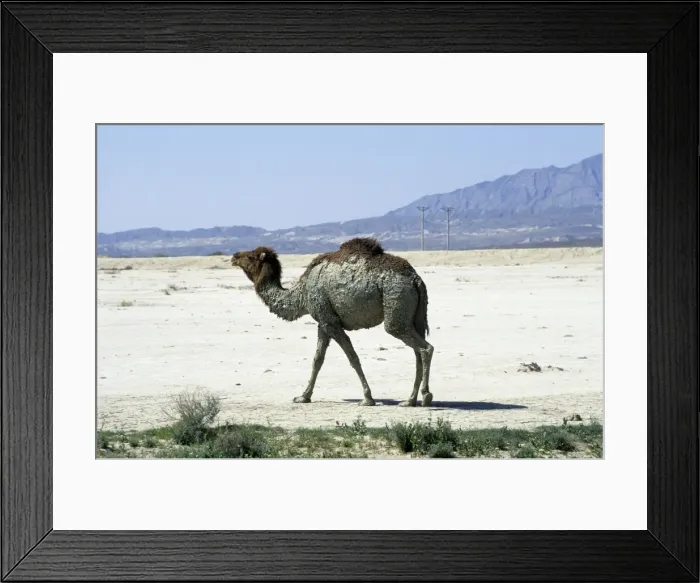 Framed Print : Dromedary / Arabian / One-humped Camel - after bathing in muddy puddle - in desert landscape near Nibetdag - Turkmenistan - Spring - April Tm31. 0371 Framed Print : Dromedary / Arabian / One-humped Camel - after bathing in muddy puddle - in desert landscape near Nibetdag - Turkmenistan - Spring - April Tm31. 0371