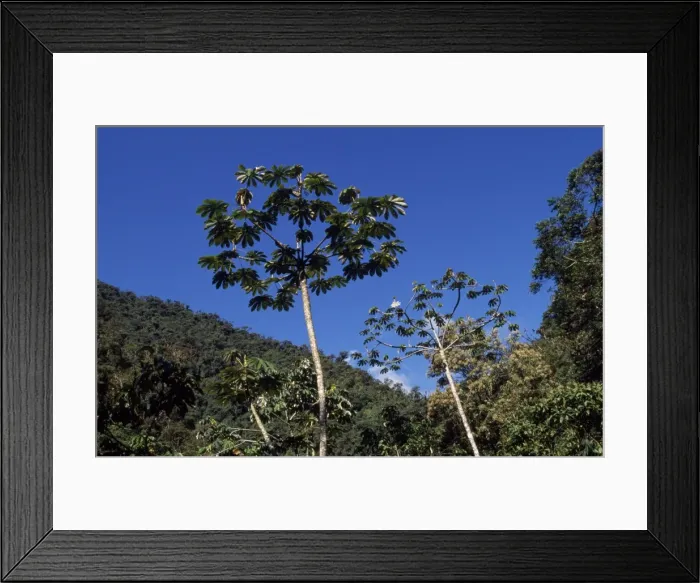 Framed Print : Cecropia Tree - in the cloud forest zone Manu National Park, Peru Framed Print : Cecropia Tree - in the cloud forest zone Manu National Park, Peru