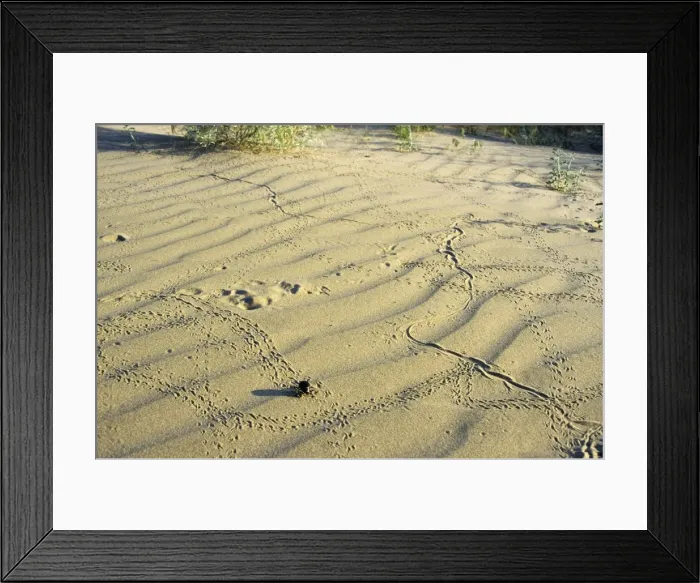 Framed Print : Darkling Beetle - along with various prints left on sand after night activity of beetles, lizards and jerboa - sand dunes of Karakum desert - Turkmenistan - former CIS - Spring - April Tm31. 0386 Framed Print : Darkling Beetle - along with various prints left on sand after night activity of beetles, lizards and jerboa - sand dunes of Karakum desert - Turkmenistan - former CIS - Spring - April Tm31. 0386