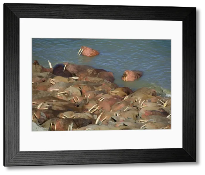 Framed Print : Pacific Walrus Arakamchechen Island Northern Bering Sea Framed Print : Pacific Walrus Arakamchechen Island Northern Bering Sea