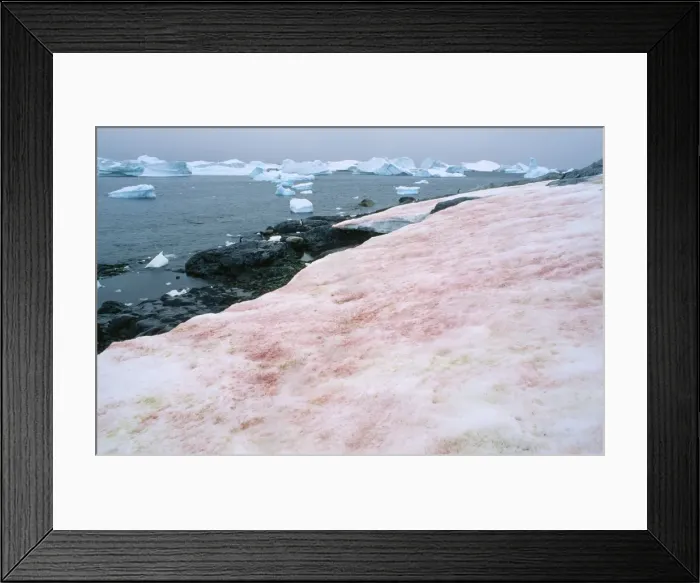 Framed Print : Red Algae / Red Snow - on snow Antarctica Framed Print : Red Algae / Red Snow - on snow Antarctica