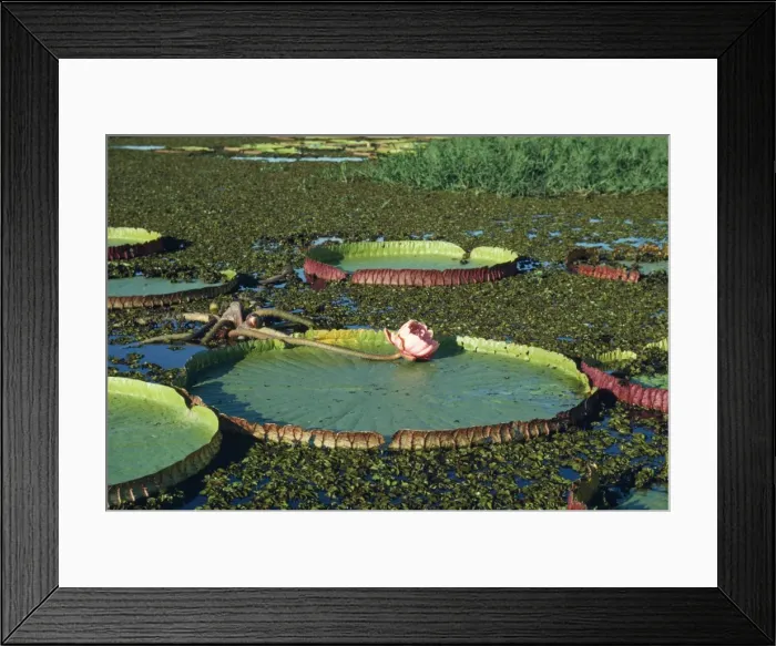 Framed Print : Victoria / Giant / Amazon Waterlily - flowers are white first night they open, & become pink the second night. formerly know as: Victoria regia Brazil Framed Print : Victoria / Giant / Amazon Waterlily - flowers are white first night they open, & become pink the second night. formerly know as: Victoria regia Brazil