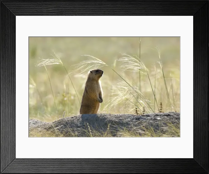 Framed Print : Himalayan Marmot - adult - observes surroundings for a potential danger near a burrow - stands upright for an elevated point of view - surrounded by typical steppe grasses - common in steppes of Orenburg region - South Russia - morning - July - bare Framed Print : Himalayan Marmot - adult - observes surroundings for a potential danger near a burrow - stands upright for an elevated point of view - surrounded by typical steppe grasses - common in steppes of Orenburg region - South Russia - morning - July - bare