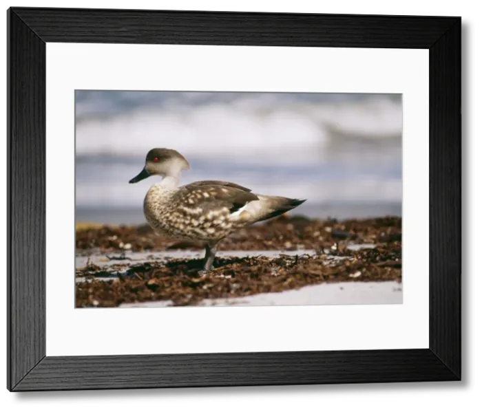 Framed Print : Patagonian Crested Duck - Andes, Patagonia, Falklands
