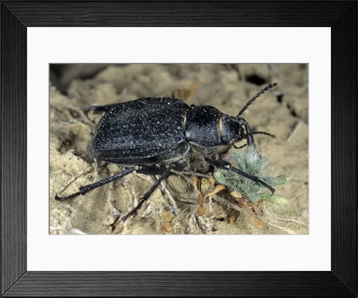Framed Print : Darkling Beetle - feeds on plants near Karakum water-canal - Turkmenistan - Spring - April Tm31. 0380 Framed Print : Darkling Beetle - feeds on plants near Karakum water-canal - Turkmenistan - Spring - April Tm31. 0380