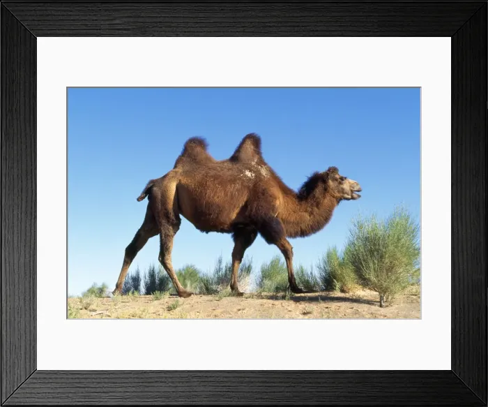 Framed Print : Bactrian Camel Gobi desert, Mongolia Framed Print : Bactrian Camel Gobi desert, Mongolia