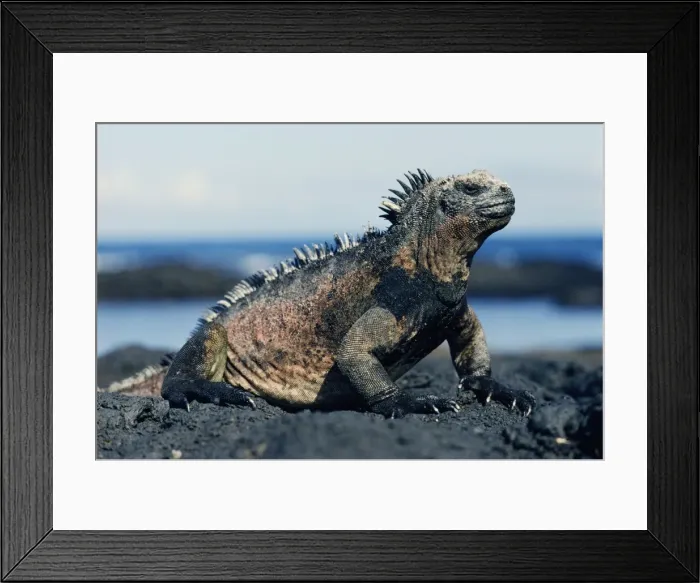 Framed Print : Galapagos Marine Iguana - Endemic to the Galapagos Islands Framed Print : Galapagos Marine Iguana - Endemic to the Galapagos Islands