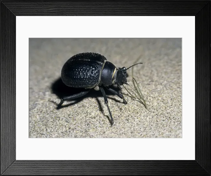 Framed Print : Darkling Beetle - active at dusk and dawn - feeds on grass sprouts in sand dunes of Central Karakum desert - one front leg is probably removed by a predator - Turkmenistan - former CIS - March - after sunset Tm25. 0019 Framed Print : Darkling Beetle - active at dusk and dawn - feeds on grass sprouts in sand dunes of Central Karakum desert - one front leg is probably removed by a predator - Turkmenistan - former CIS - March - after sunset Tm25. 0019