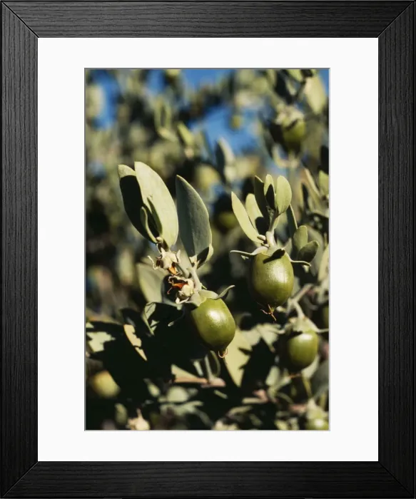 Framed Print : Jojoba FG 4420 Simmondsia chinensis © Francois Gohier / ARDEA LONDON Framed Print : Jojoba FG 4420 Simmondsia chinensis © Francois Gohier / ARDEA LONDON