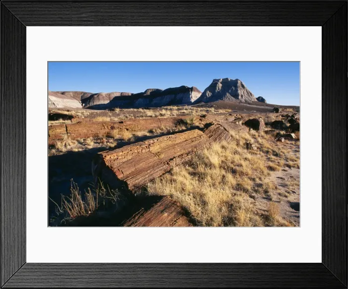 Framed Print : Fossil Wood Petrified logs, Petrified Forest National Park, Arizona, USA. Fam: Chinle Framed Print : Fossil Wood Petrified logs, Petrified Forest National Park, Arizona, USA. Fam: Chinle