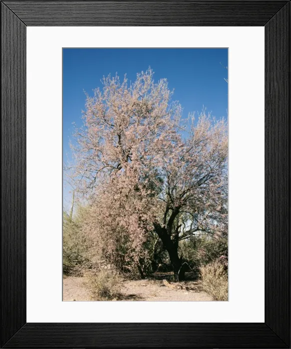 Framed Print : Desert Ironwood S. W. USA Framed Print : Desert Ironwood S. W. USA