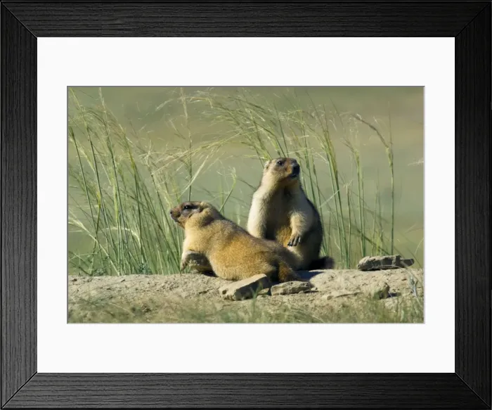 Framed Print : Himalayan Marmot - pair of fat adults - ready for hibernation - basking in the sun - one lies on warm stones dug out during borrow enlargement and left around the borrow - another observes surroundings for danger - surrounded by typical steppe Framed Print : Himalayan Marmot - pair of fat adults - ready for hibernation - basking in the sun - one lies on warm stones dug out during borrow enlargement and left around the borrow - another observes surroundings for danger - surrounded by typical steppe
