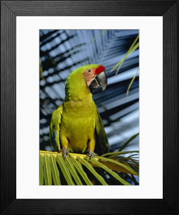 Framed Print : Great Green Macaw Framed Print : Great Green Macaw