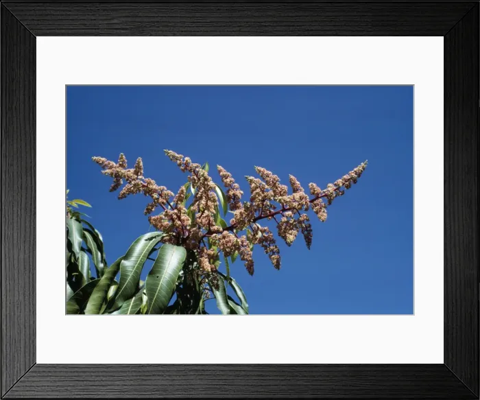 Framed Print : Mango - flowers Framed Print : Mango - flowers