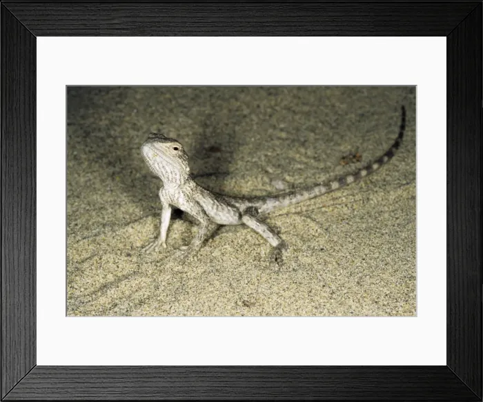 Framed Print : Alarmed small Agamid lizard - during feeding at dusk - typical in sand dunes of Central Karakum desert - summer - Turkmenistan - former CIS Tm31. 0162(1809) Framed Print : Alarmed small Agamid lizard - during feeding at dusk - typical in sand dunes of Central Karakum desert - summer - Turkmenistan - former CIS Tm31. 0162(1809)