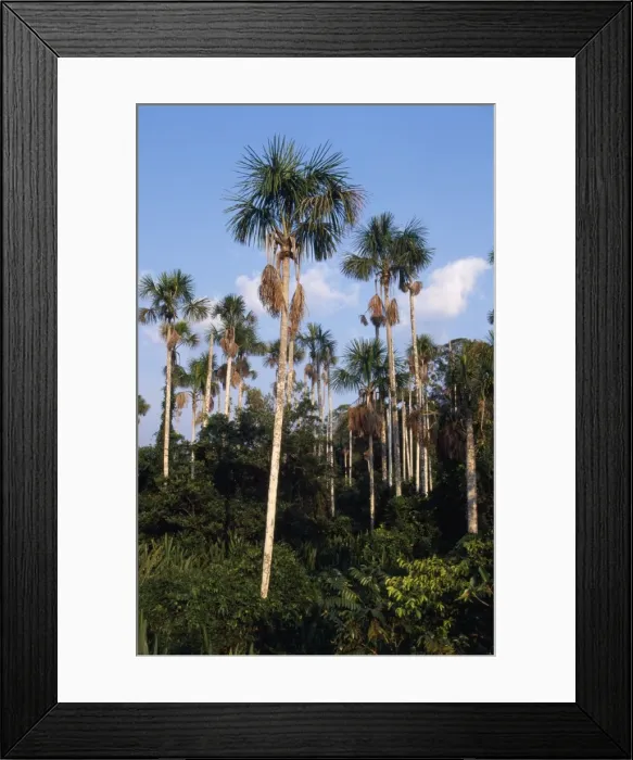 Framed Print : Buriti Palm Trees Rainforest, Amazon Basin, Manu National Park, Peru Framed Print : Buriti Palm Trees Rainforest, Amazon Basin, Manu National Park, Peru
