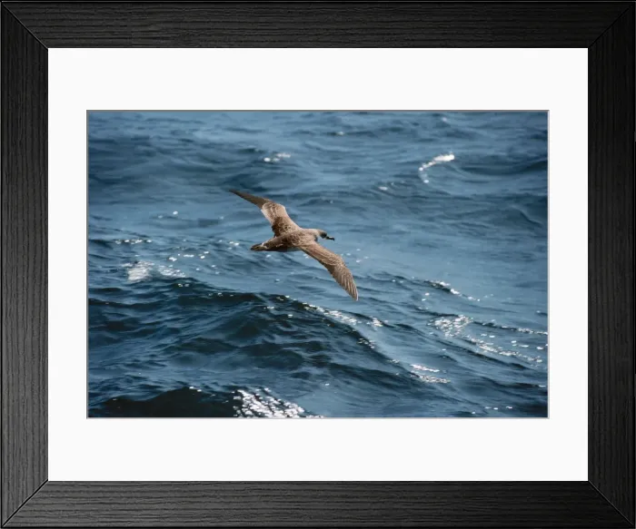 Framed Print : Greater Shearwater - in flight over sea Framed Print : Greater Shearwater - in flight over sea