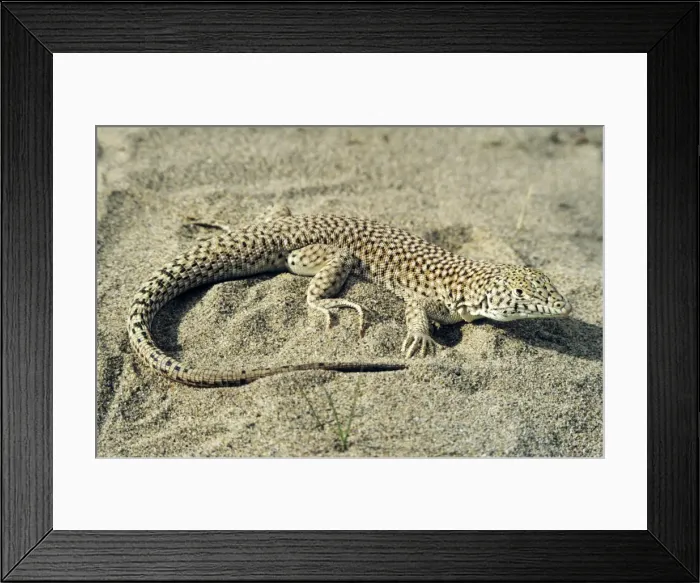 Framed Print : Small-spotted Lizard - in sand dunes of Central Karakum desert - Turkmenistan - former CIS - March Tm25. 0017 Framed Print : Small-spotted Lizard - in sand dunes of Central Karakum desert - Turkmenistan - former CIS - March Tm25. 0017