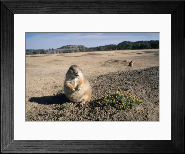 Framed Print : Black-tailed Prairie Dog - in habitat Framed Print : Black-tailed Prairie Dog - in habitat