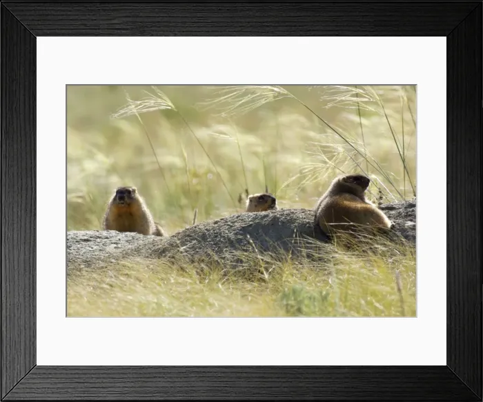 Framed Print : Himalayan Marmot - three adults - fat and ready for hibernation - basking in the sun - one lies on warm soil dug out during borrow enlargement - other observe surroundings for danger - surrounded by typical steppe grasses - common in steppes of Framed Print : Himalayan Marmot - three adults - fat and ready for hibernation - basking in the sun - one lies on warm soil dug out during borrow enlargement - other observe surroundings for danger - surrounded by typical steppe grasses - common in steppes of