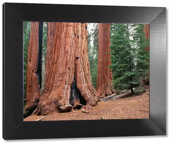 Sequoias Trees Kings Canyon National Park, Grant Grove, California, USA